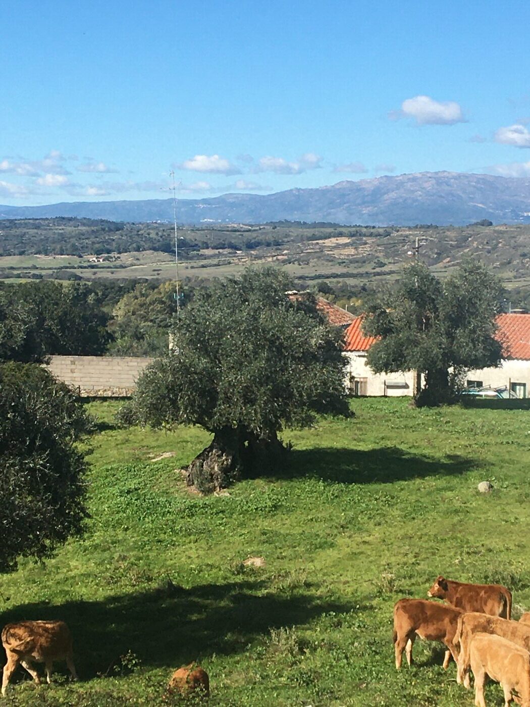 Olive grove in Portugal